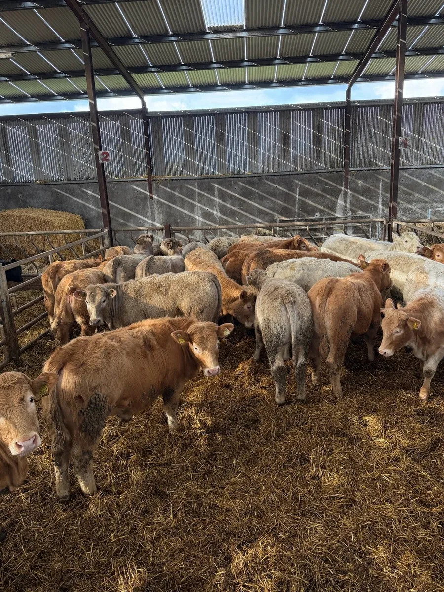 24 super store charolais heifers