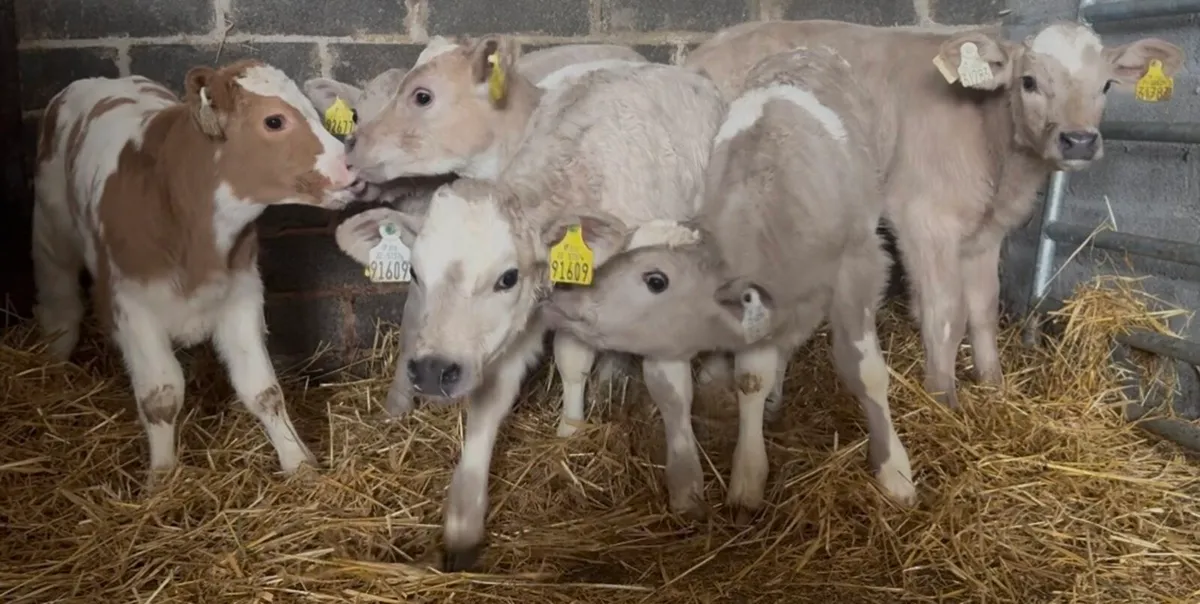 6 smashing CHR heifer calves